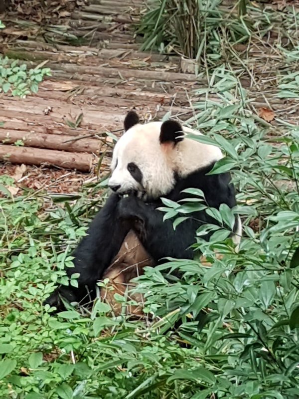 Pandas in Chengdu