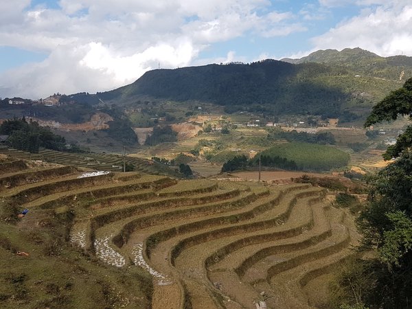 Sapa